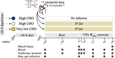 β-Hydroxybutyrate Oxidation in Exercise Is Impaired by Low-Carbohydrate and High-Fat Availability